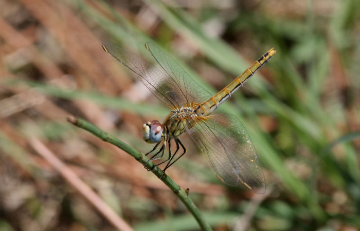 Sympetrum fonscolombii